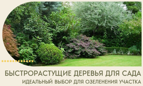 Быстрорастущие деревья для сада идеальный выбор в Биробиджане