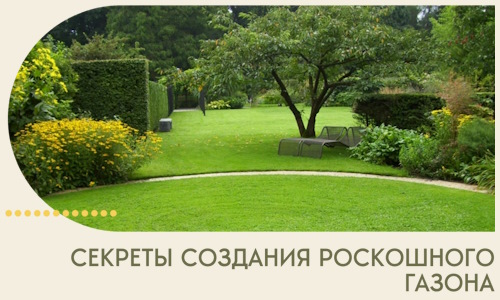 Секреты создания роскошного газона в Биробиджане